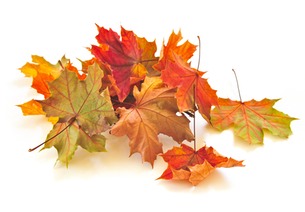 bigstock-Autumn-Leaves-5132926.jpg