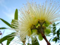 bigstock-Eucalyptus-bloom-32041796.jpg