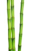 bigstock-green-bamboo-isolated-on-a-whi-62858818 Sml.jpg