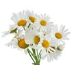 blossomeco-chamomile-flower-isolated-on-w-22424486