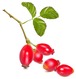 blossomeco-Rose-hip-fruit-with-leaves-do-31042751